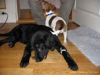  Odin&Aleena 013.jpg 